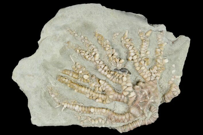 Fossil Crinoid (Stellarocrinus) - Illinois #114371